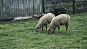 No solution for roaming sheep in Curragh estates