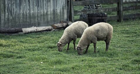 No solution for roaming sheep in Curragh estates