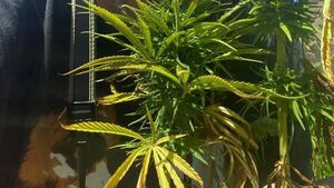 Athy man (51) fined for sale or supply of cannabis