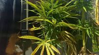 Athy man (51) fined for sale or supply of cannabis