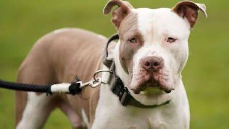 Kildare owners of XL Bullys must register this month