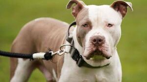 Kildare owners of XL Bullys must register this month