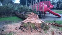 Investigation underway into 'bizarre' tree cutting in Athy