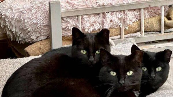 Kildare Rescue Tails: we need your empties to help animals