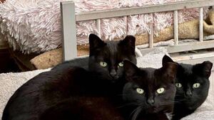 Kildare Rescue Tails: we need your empties to help animals