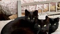 Kildare Rescue Tails: we need your empties to help animals