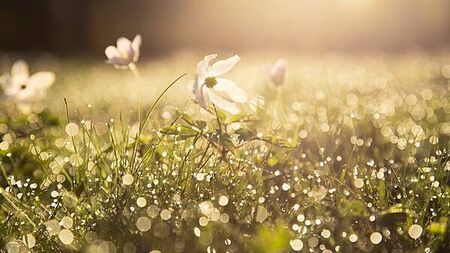 Poll: Does spring start in February or March?