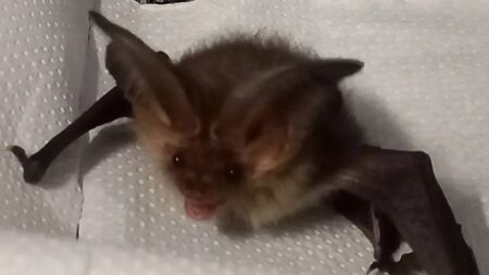 New bat conservation website launched