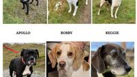 Kildare rescue tails: dozens of dogs rehomed