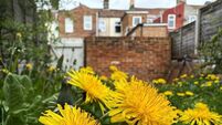 Living Greener: Make peace not war with dandelions
