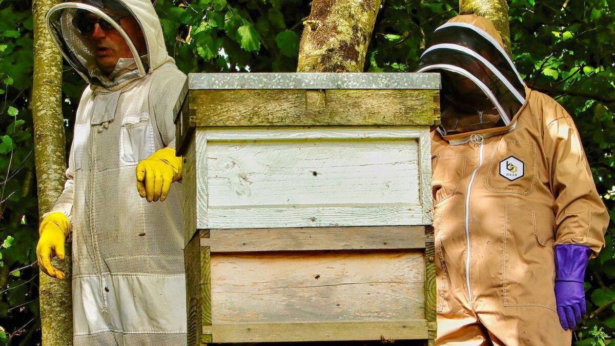 Kildare beekeeping beginner's course taking place next week