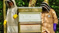 Kildare beekeeping beginner's course taking place next week