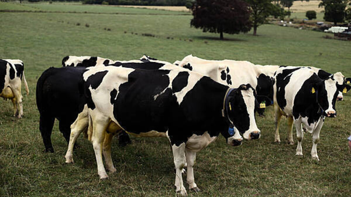 Man jailed for fraudulent cattle purchase scheme that conned two men out of over €900,000