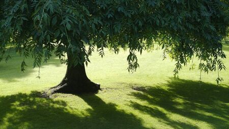 Living Greener: Humble willows could solve many problems