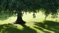 Living Greener: Humble willows could solve many problems