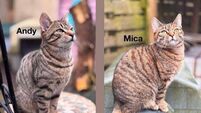 Kildare Rescue Tails: Tabby brothers would love a home together