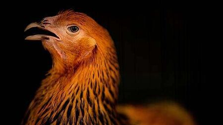 Restrictions to stop spread of avian flu introduced in Northern Ireland