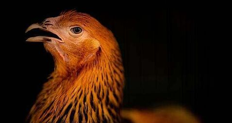 Restrictions to stop spread of avian flu introduced in Northern Ireland