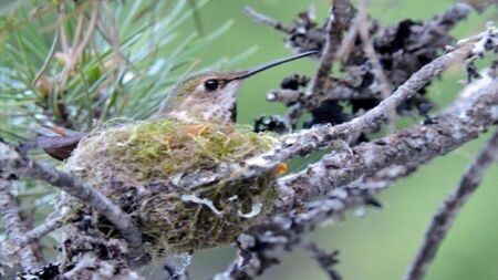 Hedge-cutting ban in Kildare begins in 10 days