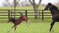 Iconic Kildare attraction welcomes first foals