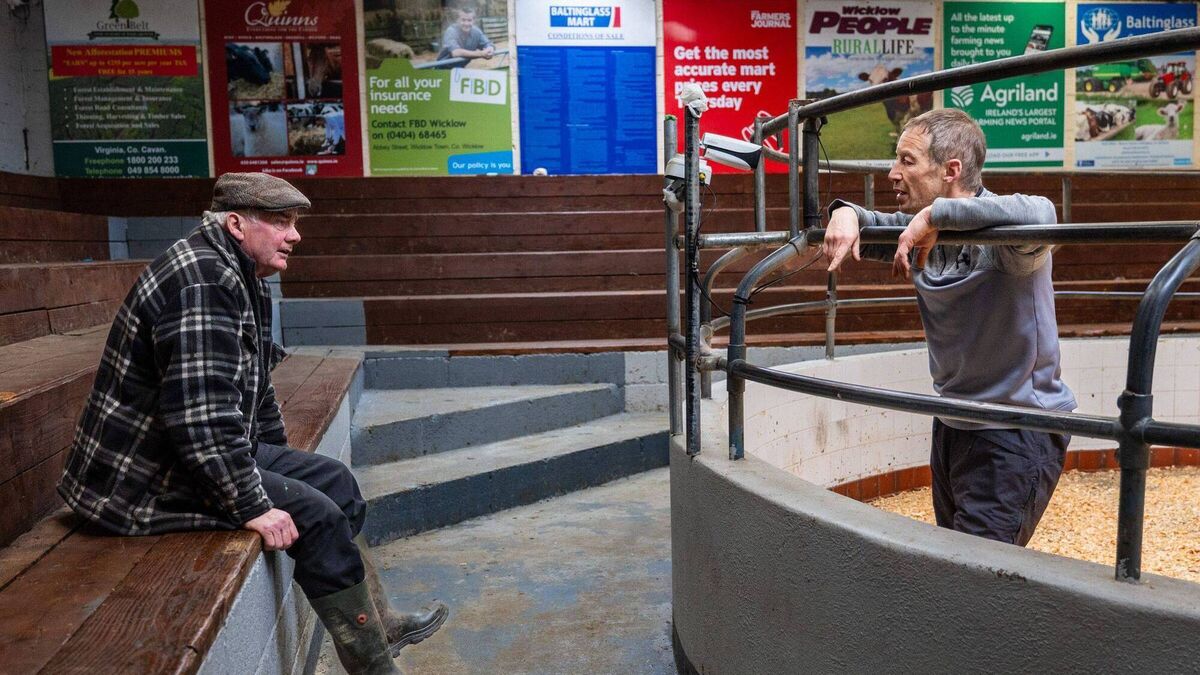 Baltinglass annual show marks 50 years 