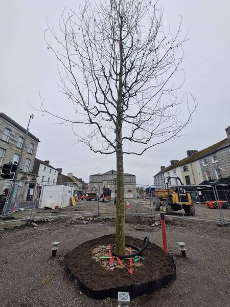 Athy Town Tree in all her glory