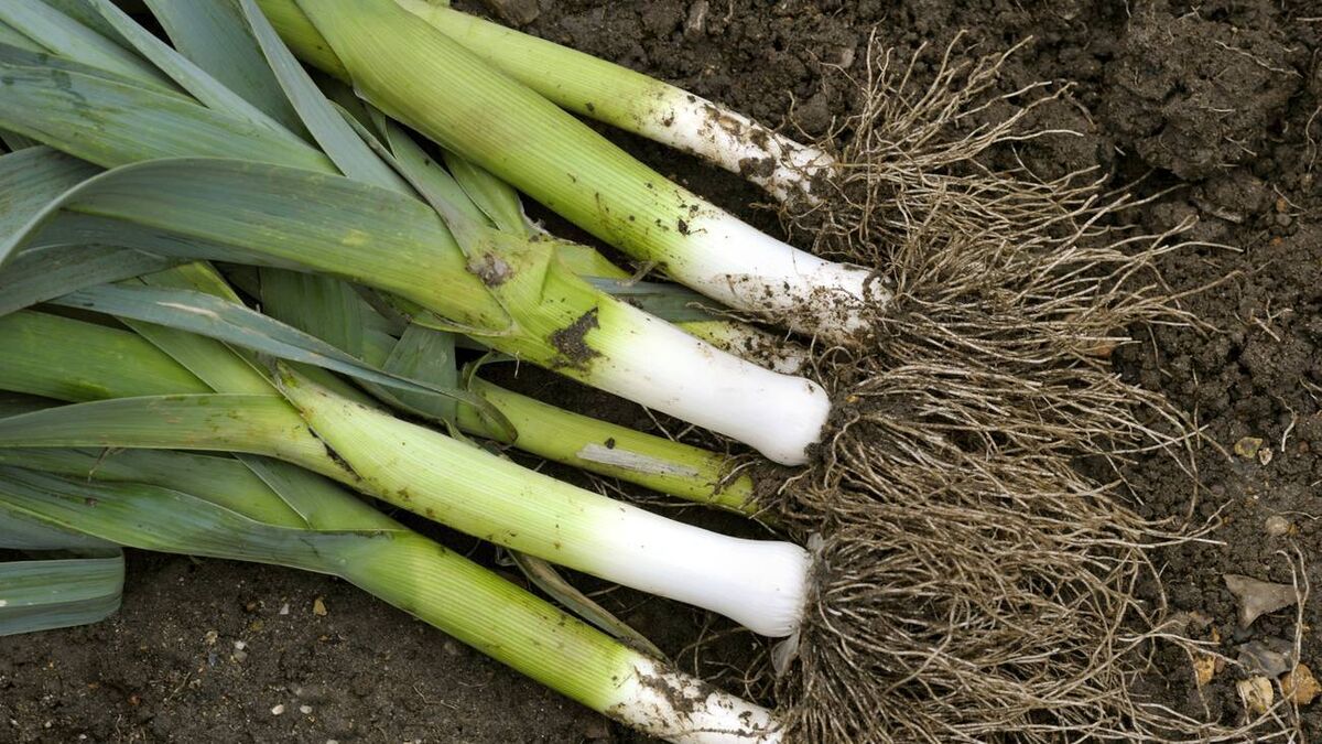 Living Greener: Veg does not have to go to waste