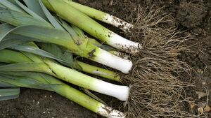 Living Greener: Veg does not have to go to waste