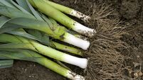 Living Greener: Veg does not have to go to waste