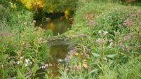 Kildare village gets over €25,000 to tackle invasive species