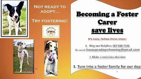 Kildare Rescue Tails: Foster carers required