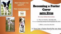 Kildare Rescue Tails: Foster carers required