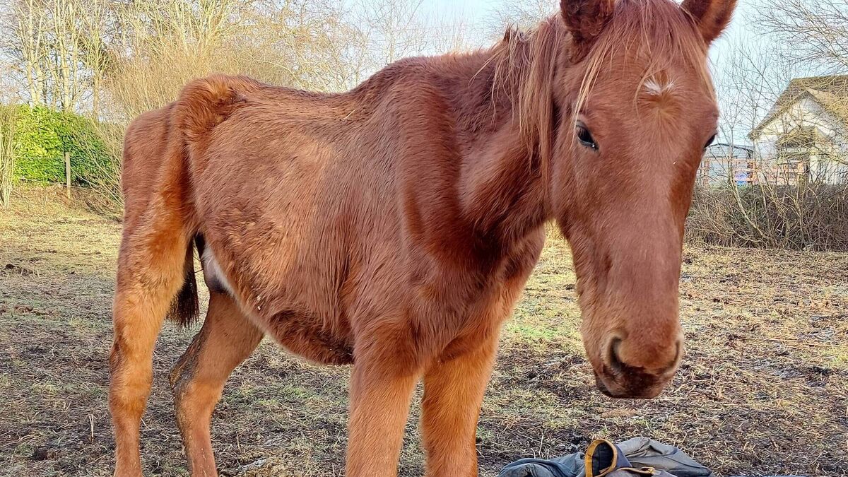 Kildare man and woman jailed for animal cruelty