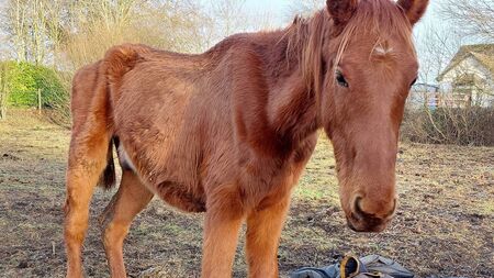 Kildare man and woman jailed for animal cruelty