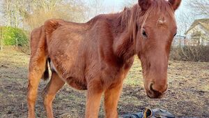 Kildare man and woman jailed for animal cruelty Kildare man and woman jailed for animal cruelty
