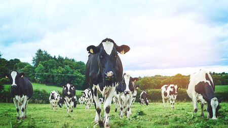 Drop in Kildare farmland being sold will keep prices high 