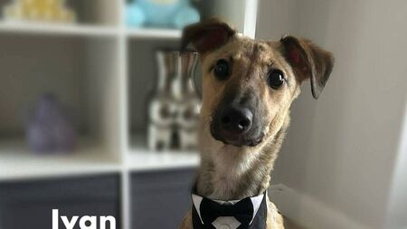Kildare Rescue Tails: One year with my rescue dog