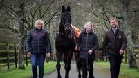 Gold Cup hero Sizing John joins the Living Legends paddock at the Irish National Stud