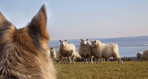 Up to 60 sheep flocks hunted by dogs in Kildare 