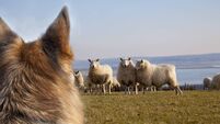 Up to 60 sheep flocks hunted by dogs in Kildare 