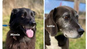 Kildare Rescue Tails: Minne & Lottie don't need much but love