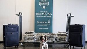 Cannabis valued at €800,000 seized at Shannon Airport Cannabis valued at €800,000 seized at Shannon Airport