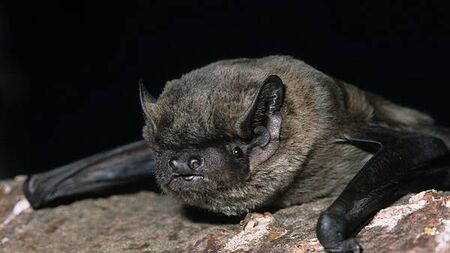 High Court rules that error over single bat should not stop €1.2bn data centre campus for Ennis