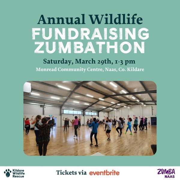 Naas Zumbathon annual event in aid of Kildare Wildlife Rescue