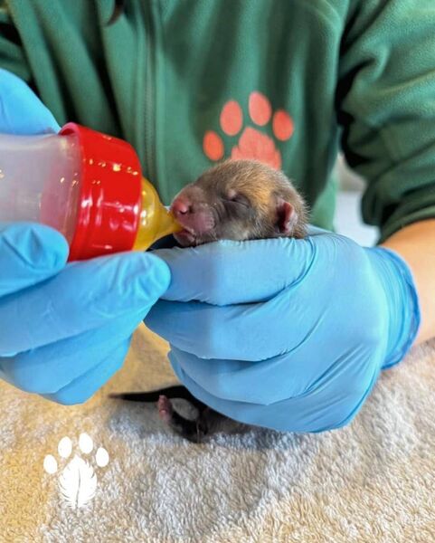 Kildare Wildlife Rescue's important work