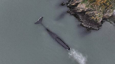 Rare sighting of sperm whale in the Waterford Estuary