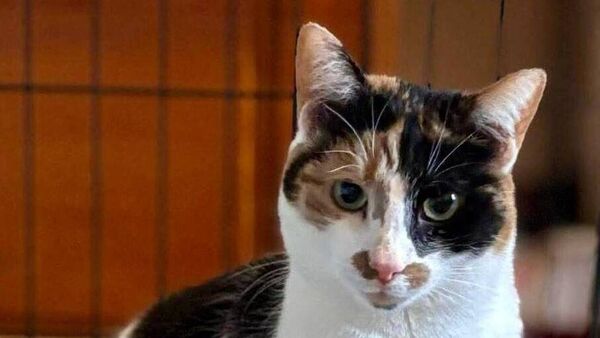 Kildare Rescue Tails: Tag your pet