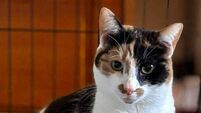 Kildare Rescue Tails: Tag your pet