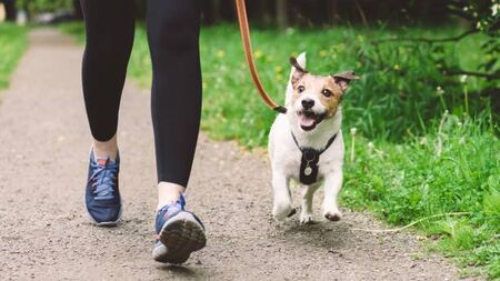 National campaign urges dog owners to act responsibly