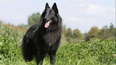 Two dogs attack sisters near Kildare/Wicklow border